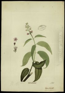 (Melastomacea)