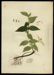 (Melastomacea)