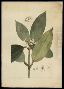 (Melastomacea)