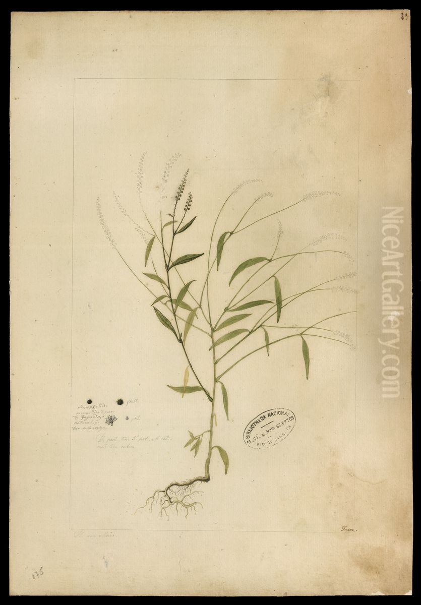 (Microtea glochidiata, Moq) Oil Painting by Jose Joaquim Freire