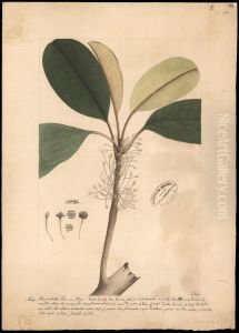 (Mirnusops elata, Allen)