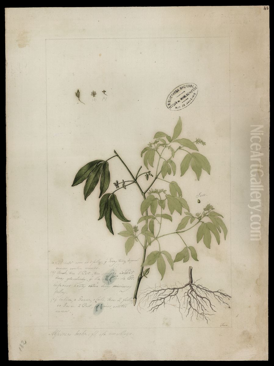 (Monnieria trifolia, L) Oil Painting by Jose Joaquim Freire