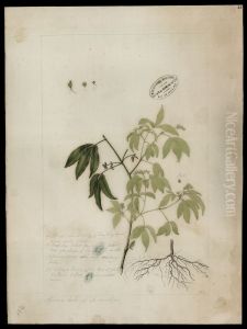 (Monnieria trifolia, L)