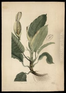 (Monstera)