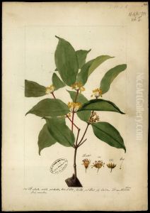(Mouriri) (Mouriri)