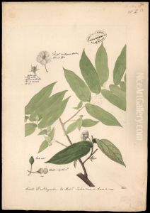 (Muntingia calabura, Linn)