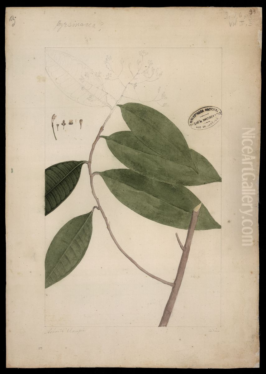 (Myrsinaceae) Oil Painting by Joaquim Jose Codina