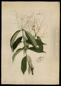 (Myrtacea)