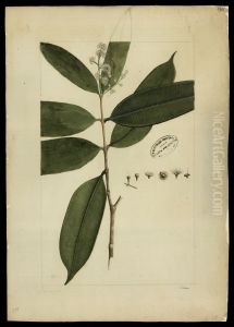(Myrtacea)