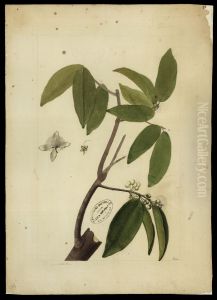 (Myrtacea)