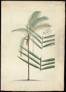 (Oenocarpus bacaba)
