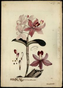 (Orchidea)