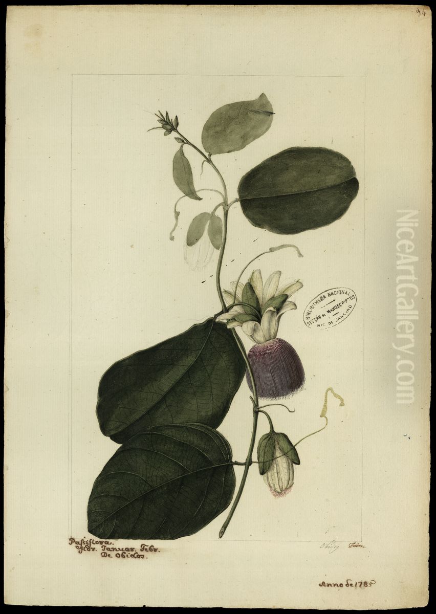 (Passiflora laurifolia, Linn) Oil Painting by Jose Joaquim Freire