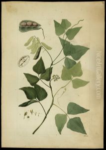 (Phaseolus)