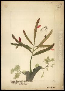 (Phyllocactus)