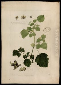 (Physalis)