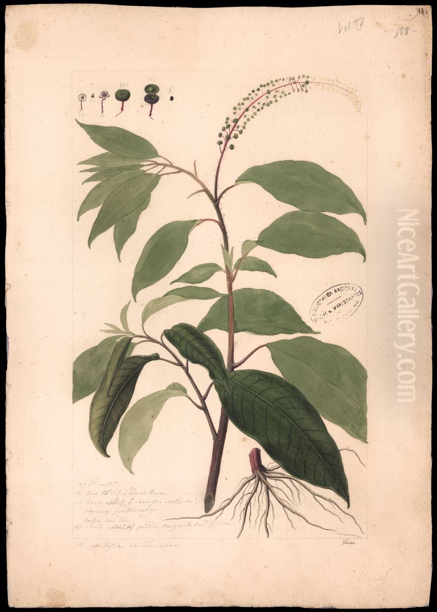 (Phytolacca icosanta, Linn) Oil Painting by Jose Joaquim Freire