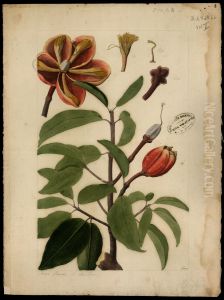 (Platonia insignis)