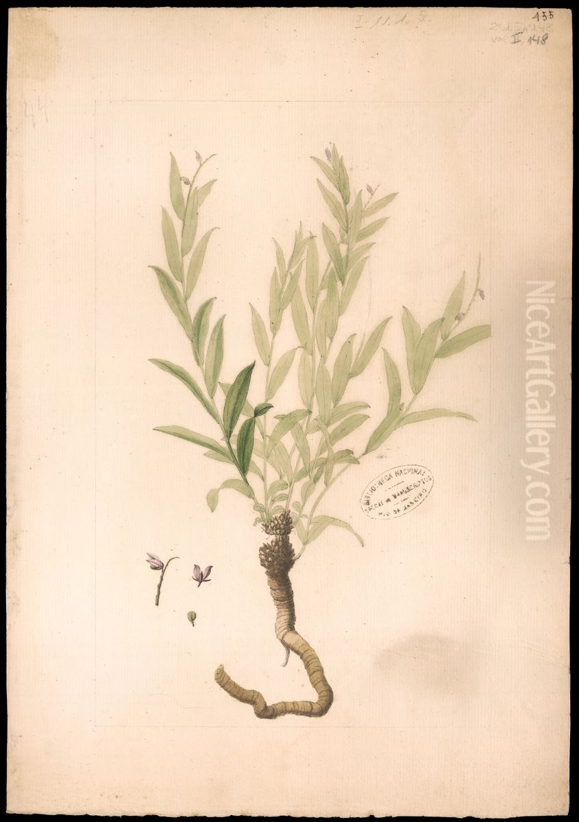 (Polygala) Oil Painting by Jose Joaquim Freire