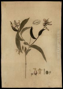 (Polygala)