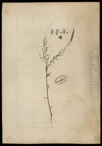 (Polygala)