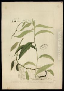 (Polygonum acre)