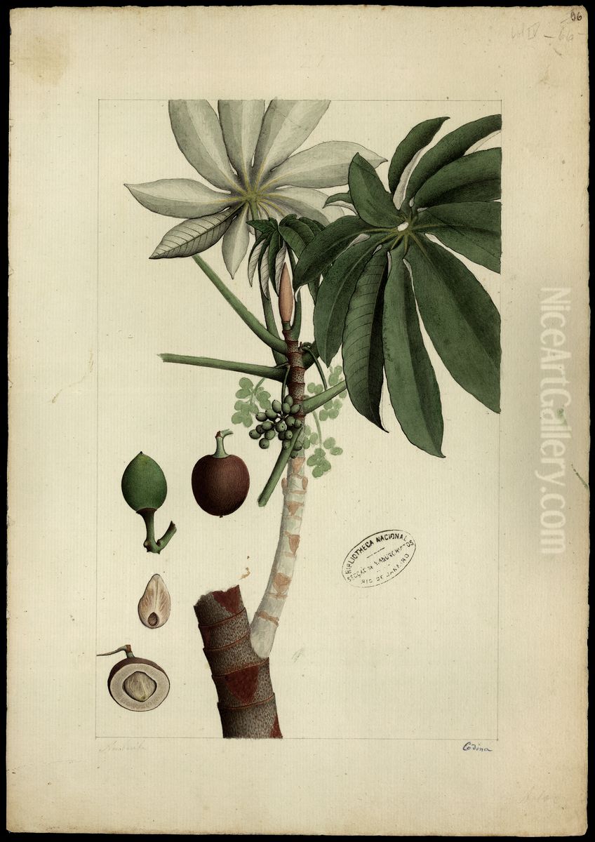 (Ponrrama cecropivefolia) Oil Painting by Joaquim Jose Codina