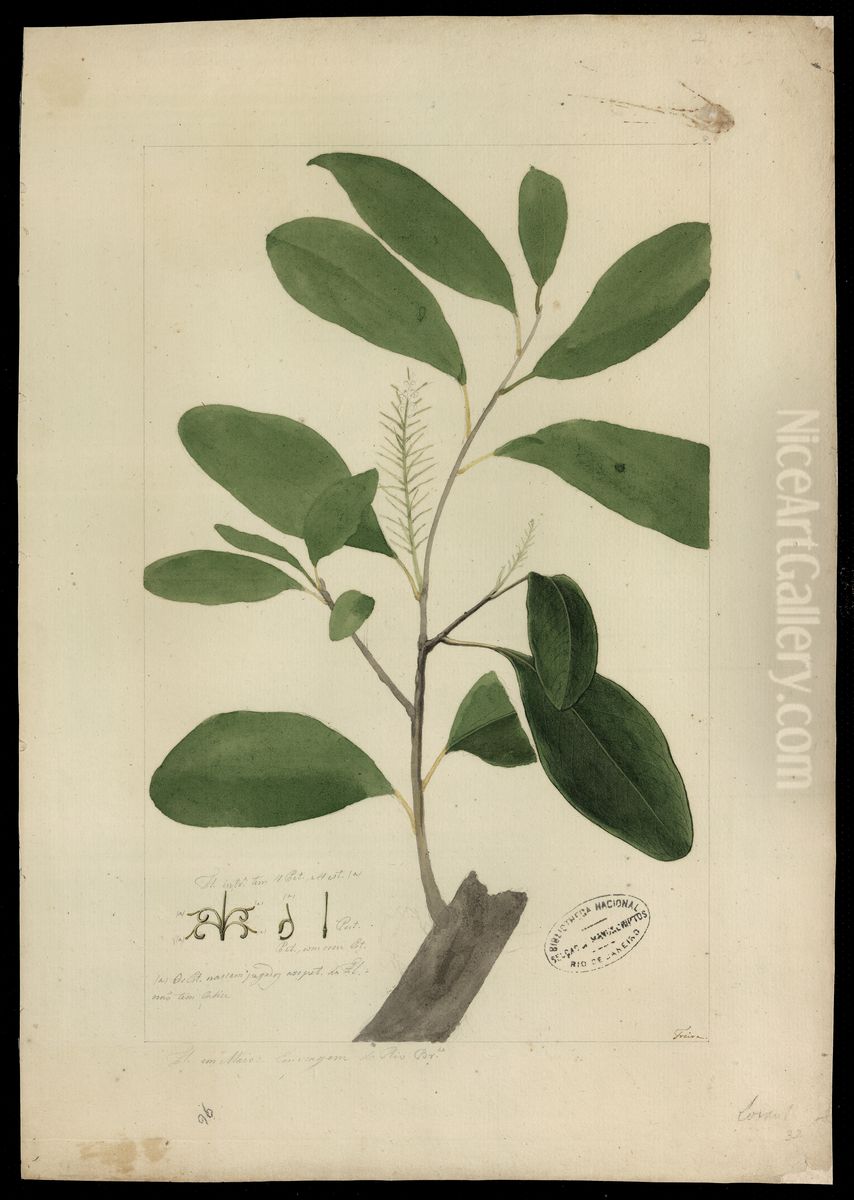 (Proteaceae) Oil Painting by Jose Joaquim Freire
