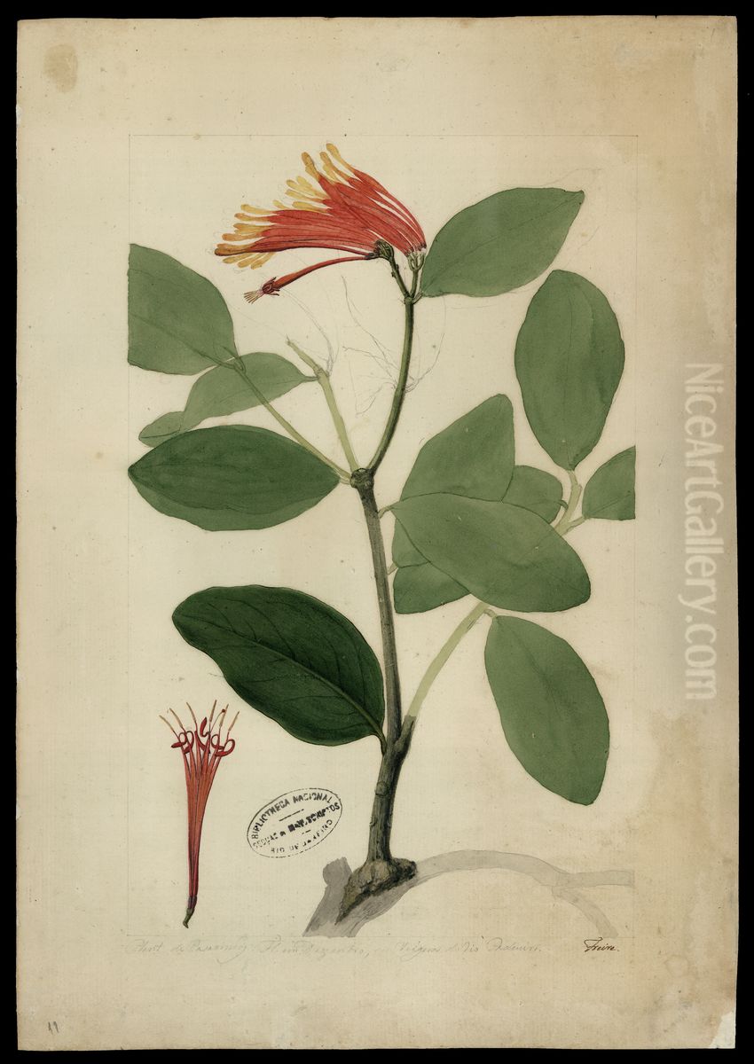 (Psittacanthus clusivefolius) Oil Painting by Jose Joaquim Freire