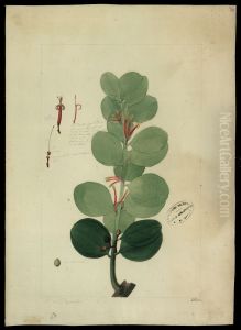 (Psittacanthus hoffmannseggianus)