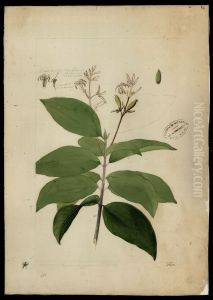 (Psychotria)