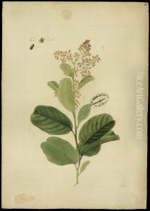 (Ravilla rugosa)