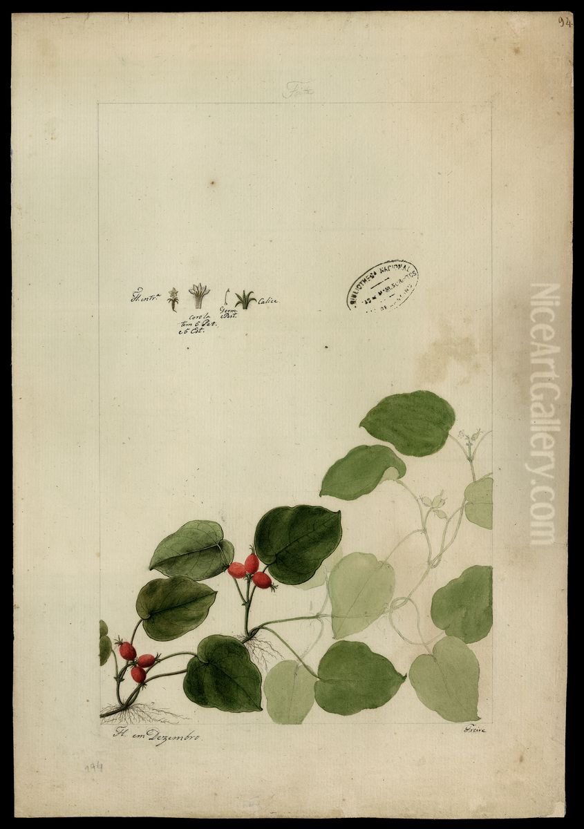 (Rubiaceae) Oil Painting by Jose Joaquim Freire