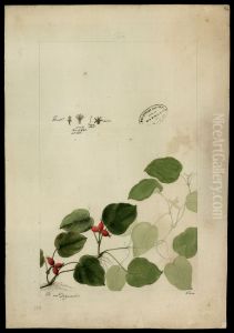 (Rubiaceae)