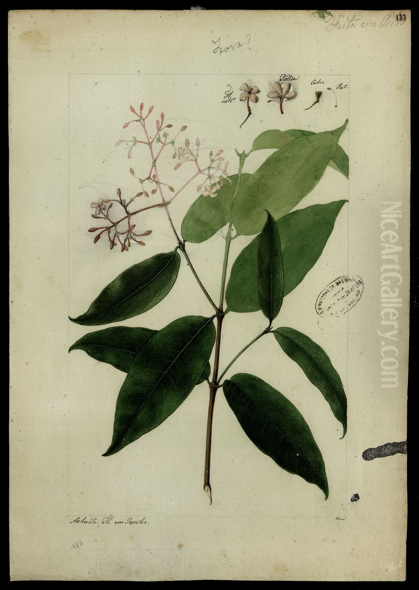 (Rubiaceae) Oil Painting by Jose Joaquim Freire