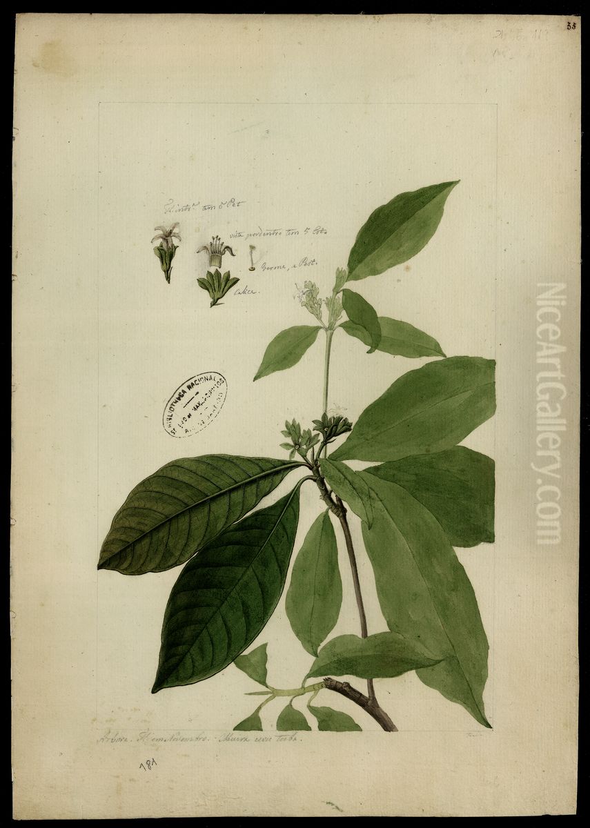 (Rubiaceae) Oil Painting by Jose Joaquim Freire