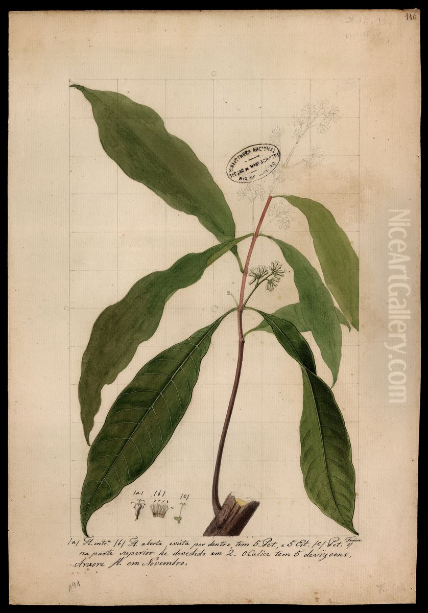 (Rubiaceae) Oil Painting by Jose Joaquim Freire