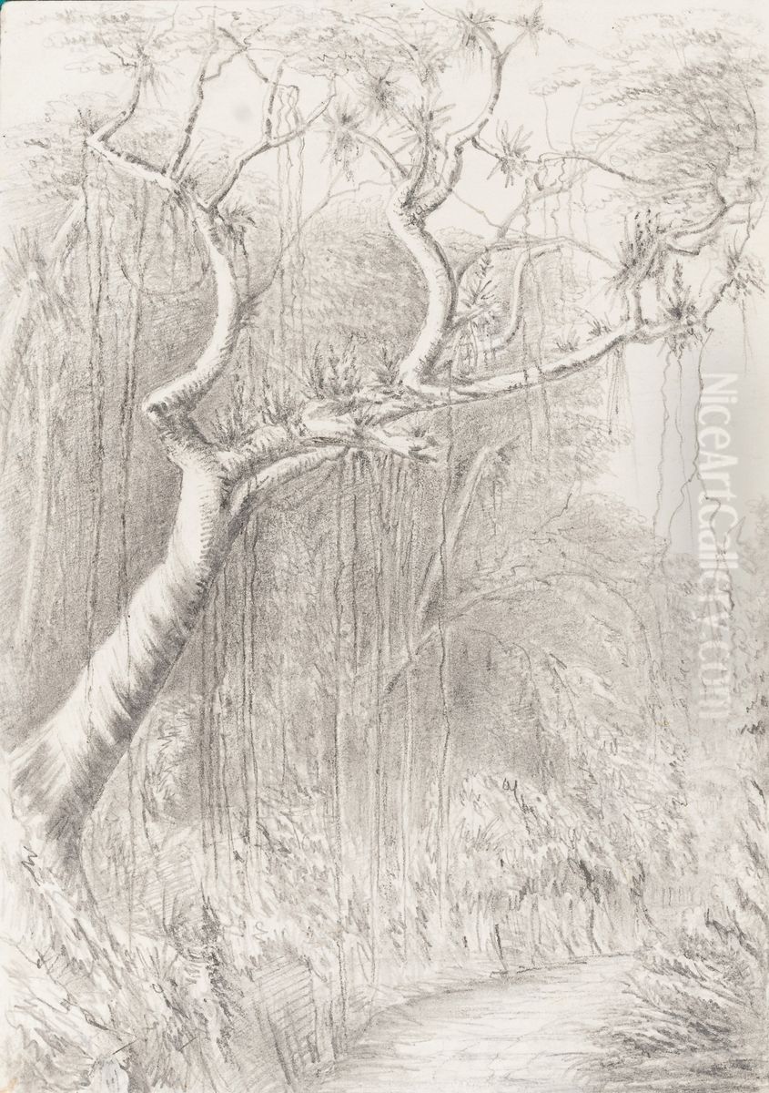 Tree on the Road to the Presidencia Petropolis July 6th 1854 Oil Painting by Marguerite Tollemache