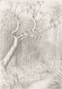 Tree on the Road to the Presidencia Petropolis July 6th 1854