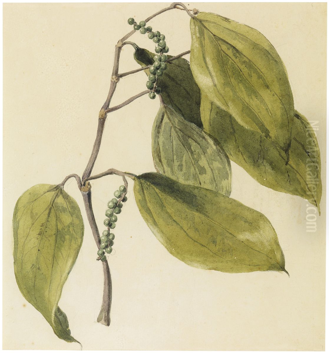 Black pepper vine Oil Painting by Charles Landseer