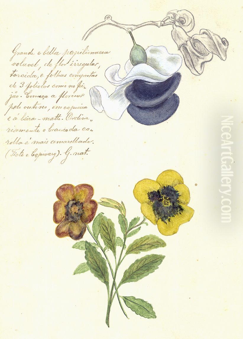 Grande e Bella Papilinacea Oil Painting by unknown