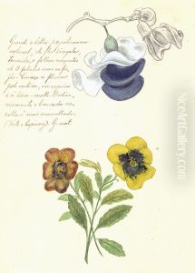 Grande e Bella Papilinacea