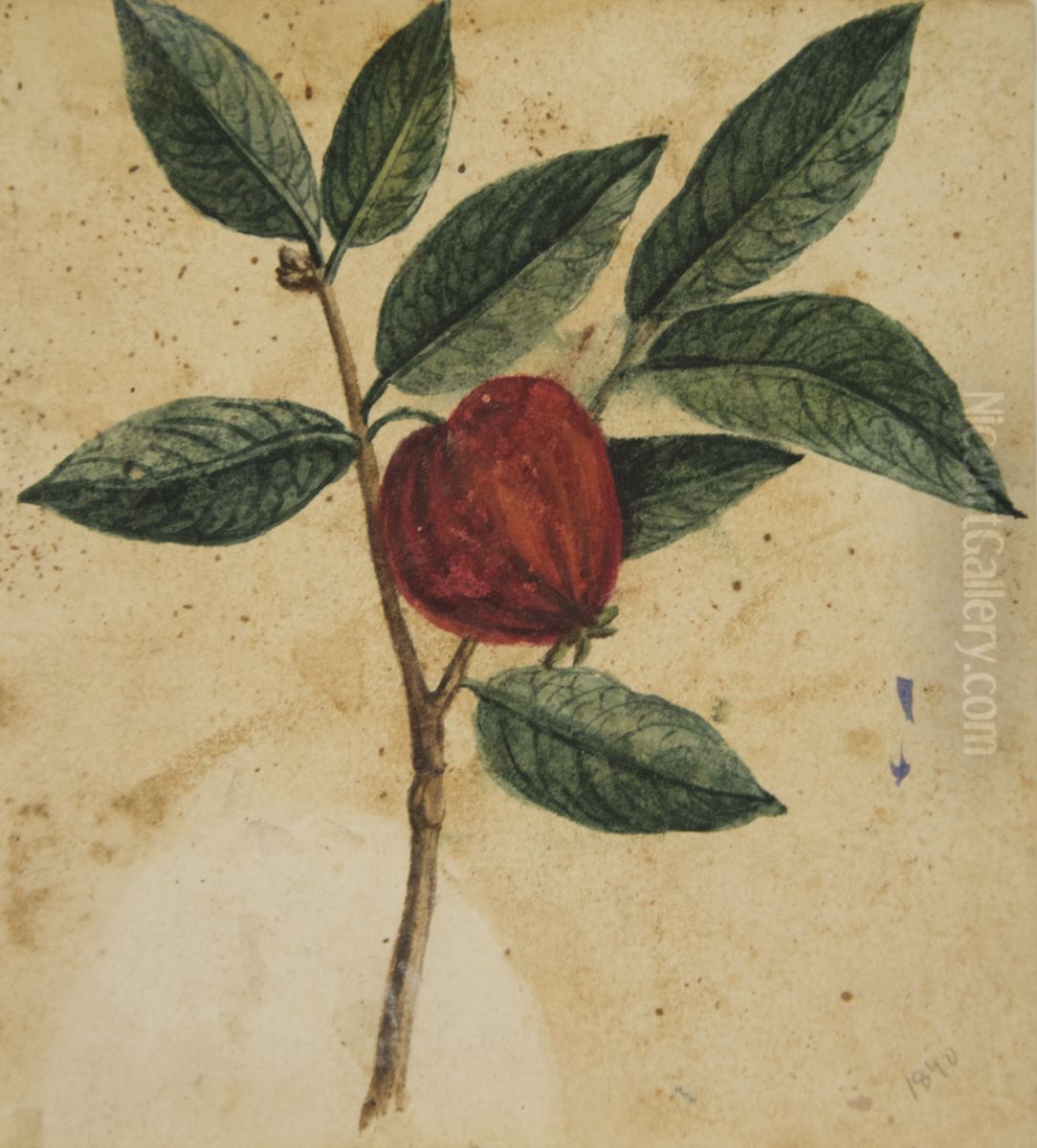 Desenho de Planta - Album M A B A D - Prancha 3 Oil Painting by unknown