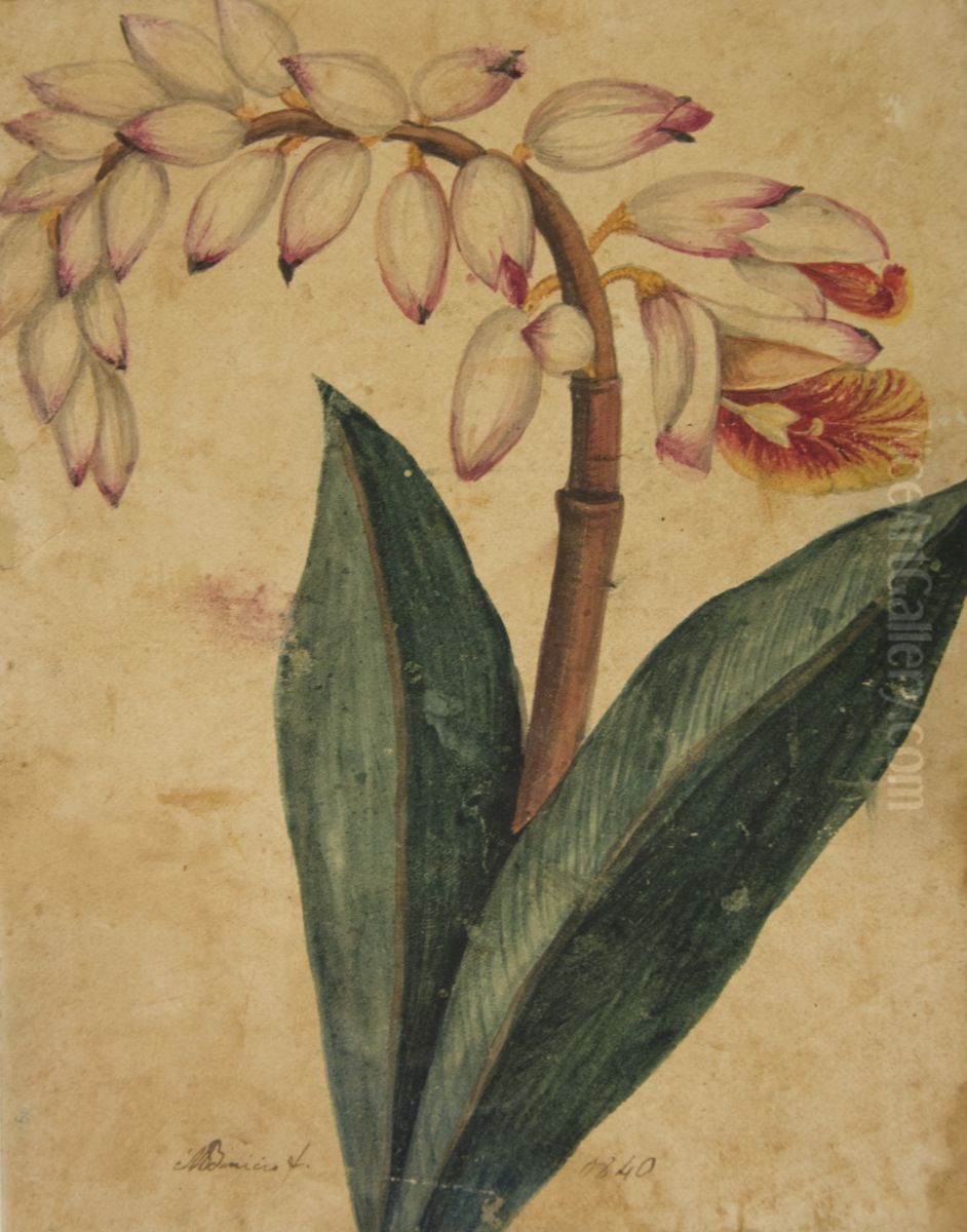 Desenho de Planta - Album M A B A D - Prancha 4 Oil Painting by unknown