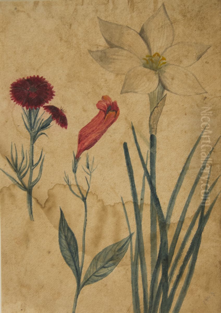 Desenho de Planta - Album M A B A D - Prancha N.7 Oil Painting by unknown