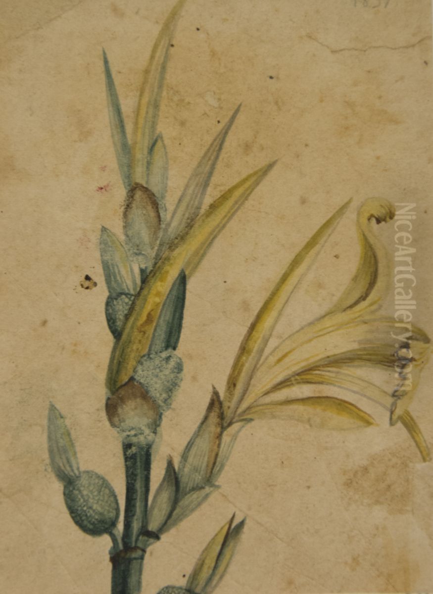 Desenho de Planta - Album M A B A D - Prancha N.2 Oil Painting by unknown
