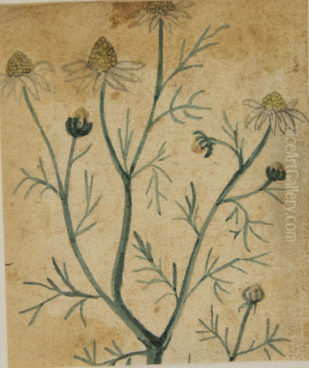 Desenho de Planta - Album M A B A D - Prancha N.7 Oil Painting by unknown