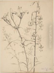drawing by Philippe Wolfers , KBS-FRB, D2017.023.019.028