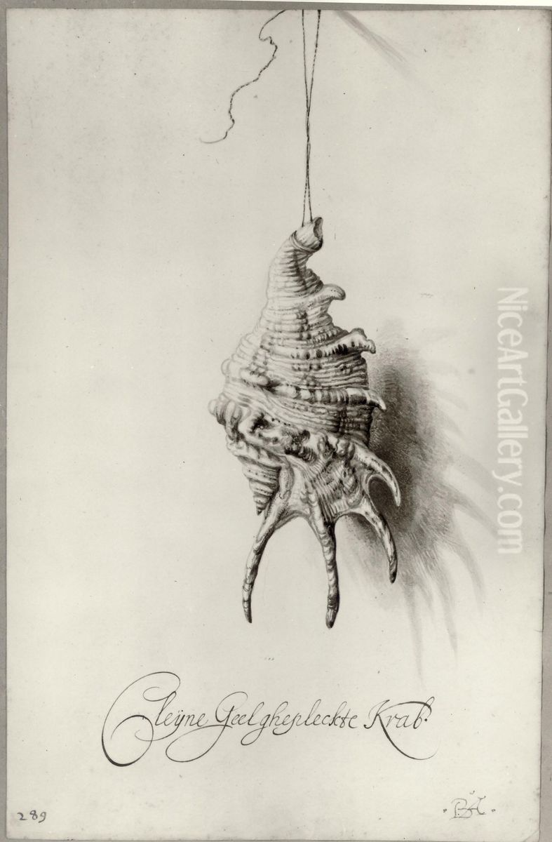Seashell from an album Oil Painting by Bartholomeus Assteyn