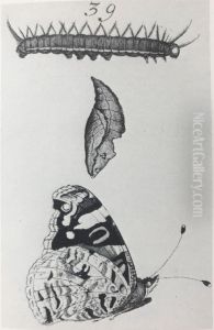 Red Admiral